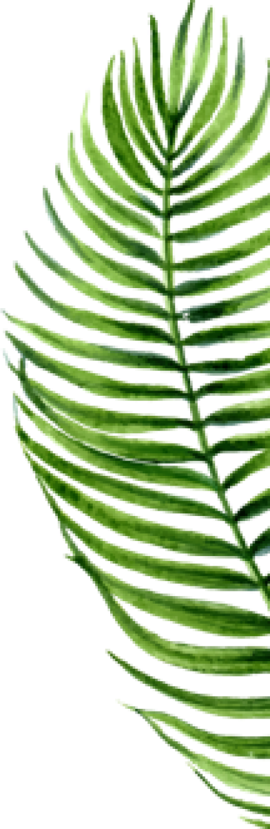 palm-tree-image